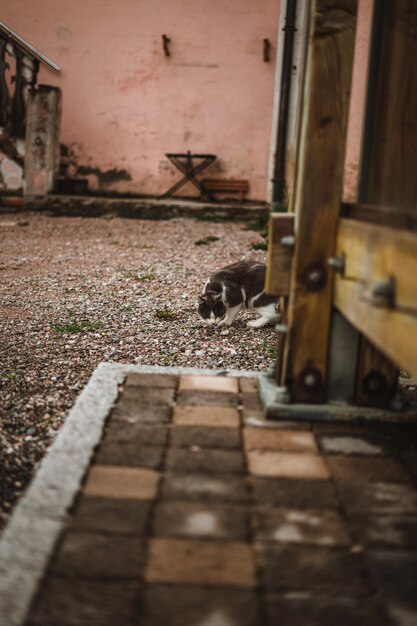 Foto kat met witte en grijze vacht naar beneden gericht tijdens een wandeling buiten