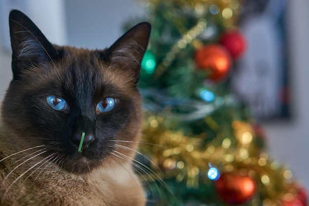 Kat na het spelen met de kerstboom