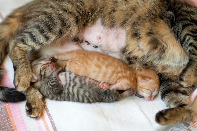 Kat na keizersnede ligt bij twee pasgeboren kittens