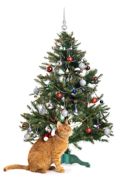 Kat naast kerstboom geïsoleerd op een witte achtergrond