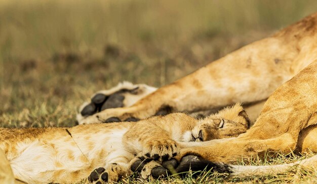 Foto kat ontspannen op een land