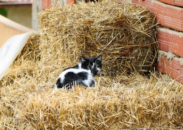 Kat ontspannen op het gras