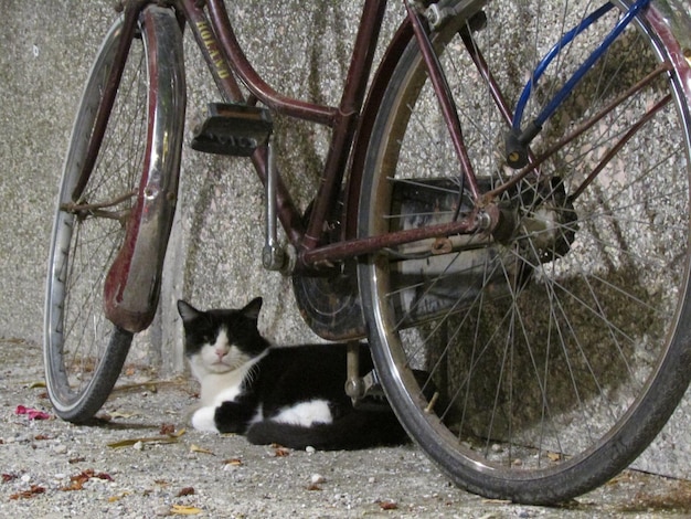 Kat ontspant zich onder geparkeerde fiets