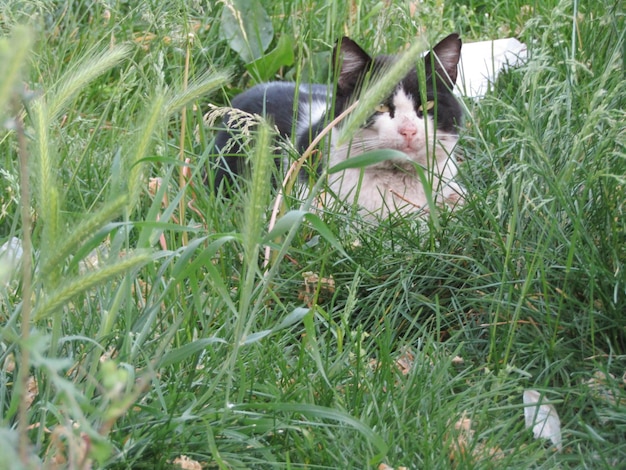 Kat ontspant zich op het grasveld