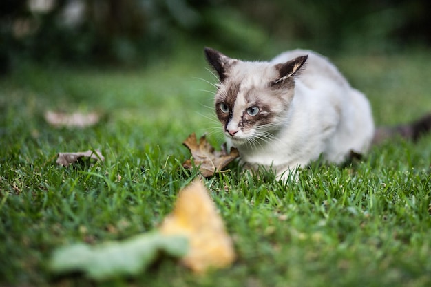 Kat ontspant zich op het grasveld