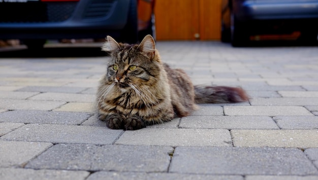 Foto kat ontspant zich op straat