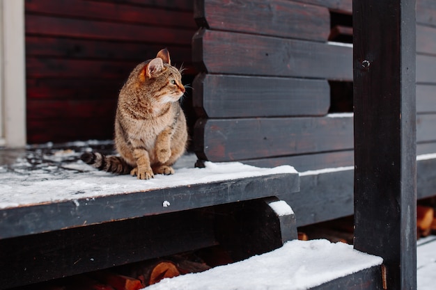Kat op besneeuwde veranda. Kerst veranda met kat.