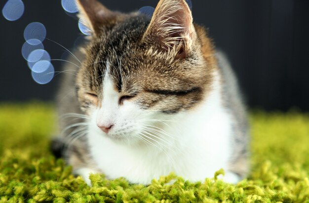 Kat op de achtergrond van de kerstslinger