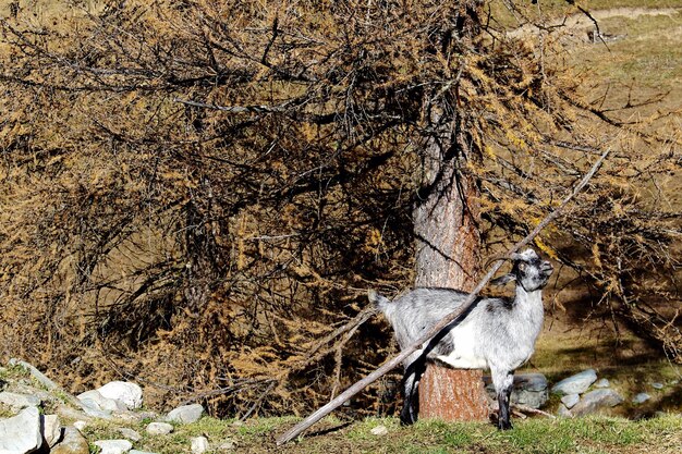 Kat op de boom.