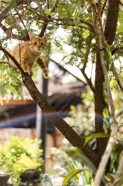 Kat op de boom