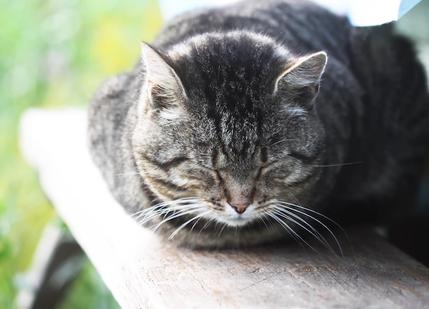 Kat op de houten reling buiten