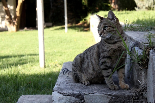 Kat op de trap in de tuin.
