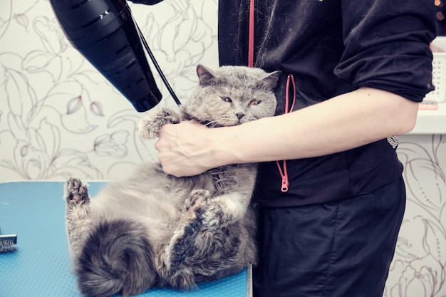 Kat op de trimtafel tijdens het drogen met een föhn voor dieren met warme niet hete lucht natte wol