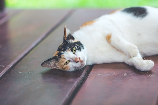 Kat op een houten balkon.