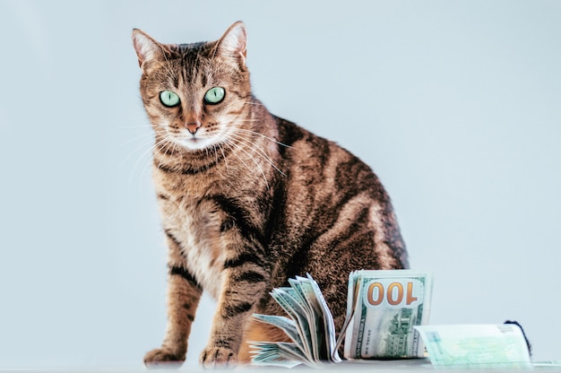 Kat op een van een bundel geld. Dierlijke donatie concept