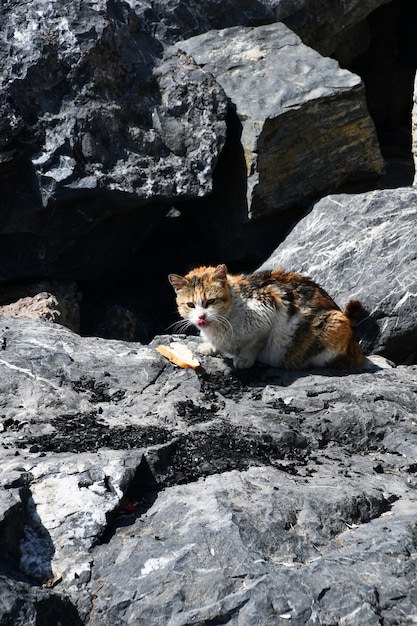 Kat op grote stenen aan de oever van de baai De kat eet brood