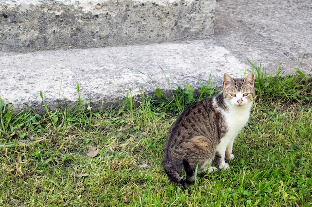 kat op het gras voor het huis