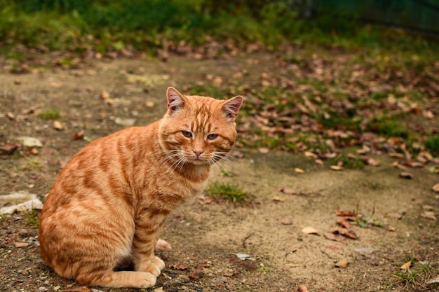 kat op het gras