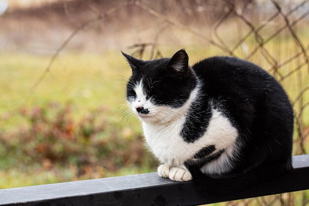 Kat op het hek op straat