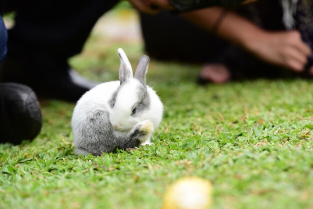 Foto kat op het veld