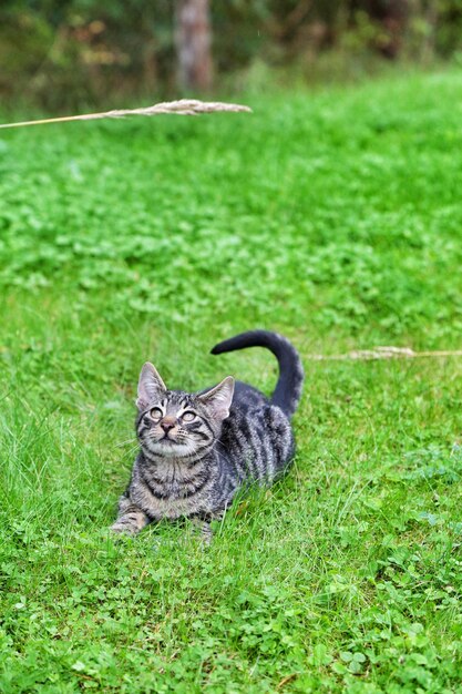 Foto kat op het veld