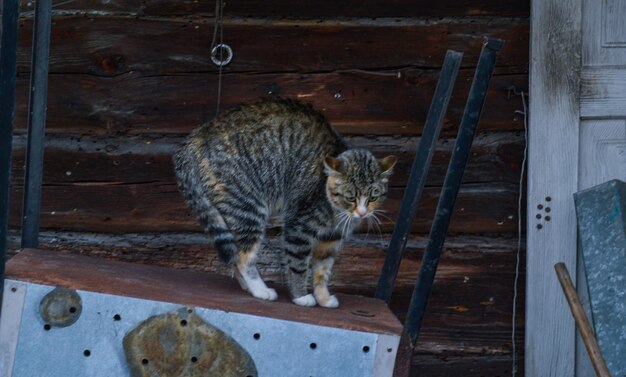 Foto kat op hout.