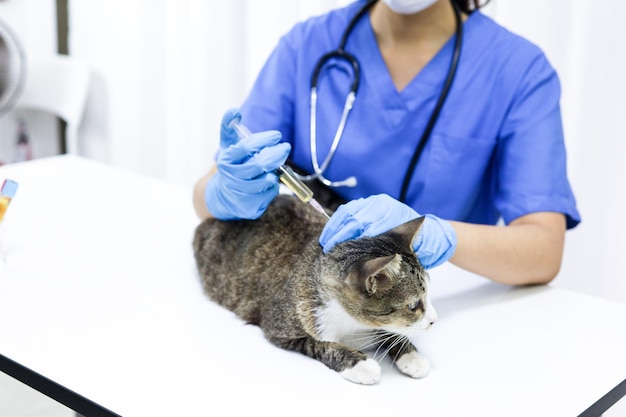 Kat op onderzoekstafel van dierenartskliniek Veterinaire zorg Dierenarts en kat