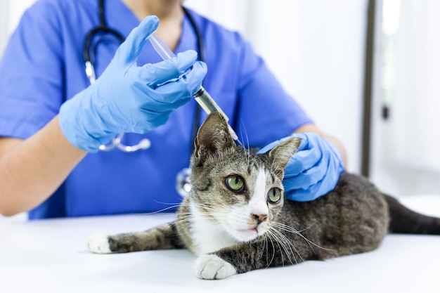 Kat op onderzoekstafel van dierenartskliniek Veterinaire zorg Dierenarts en kat