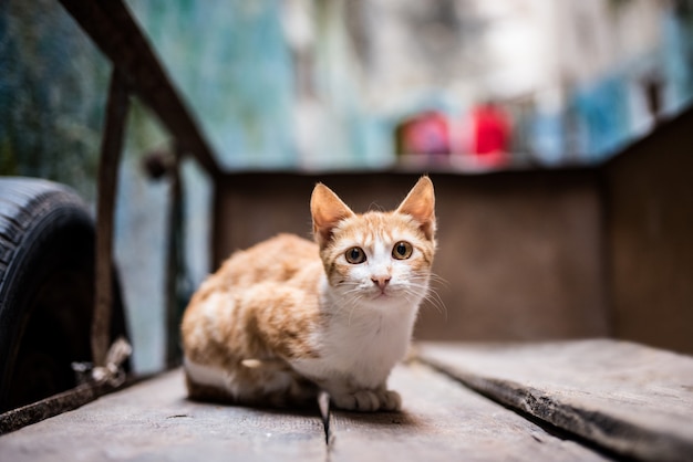 Kat op straat in een kruiwagen