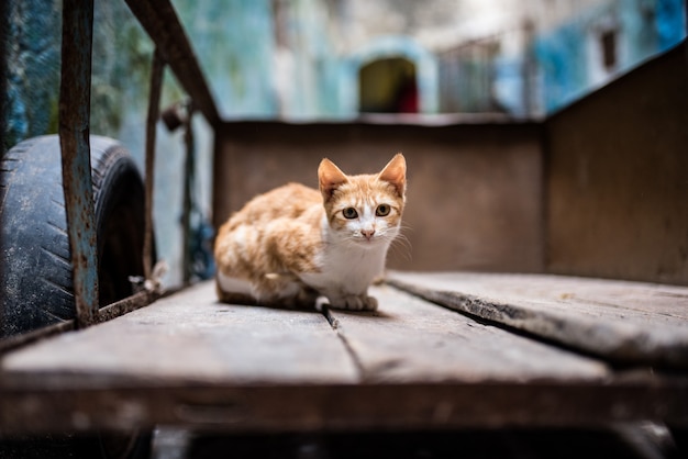 Kat op straat in een kruiwagen
