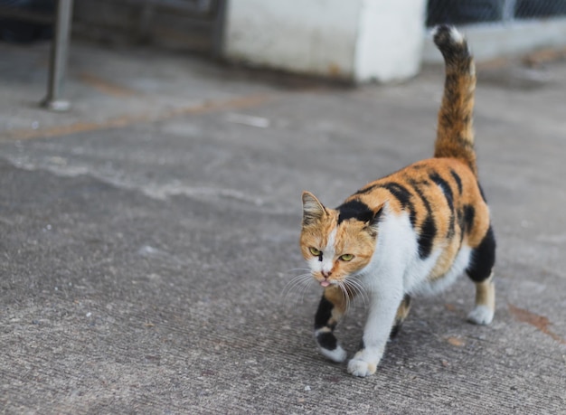 Foto kat op straat.