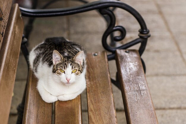 Kat op straat