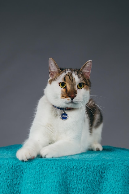 Kat op tafel tegen grijze achtergrond