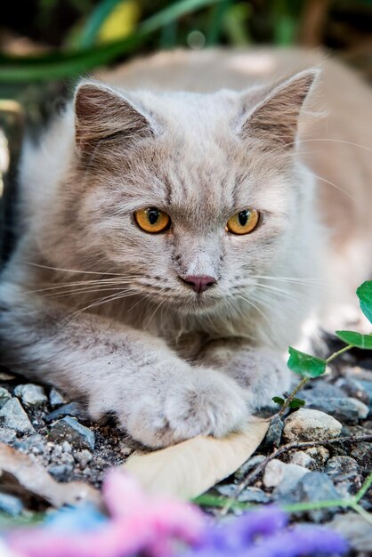 Kat Perzisch, lief dier en huisdier in de tuin