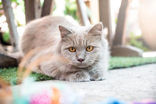 Kat Perzisch, lief dier en huisdier in de tuin