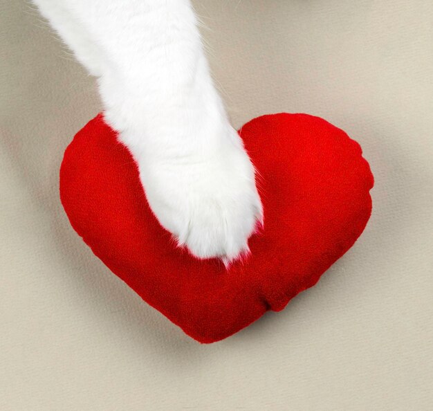 Kat poten en rood hart op een grijze achtergrond Schattig huisdier liefde concept Bovenaanzicht minimalisme kopie ruimte
