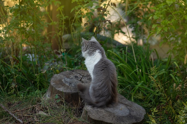 Kat rust in lentegras Grijze kat in de tuin Kat geniet van de lente in de tuin