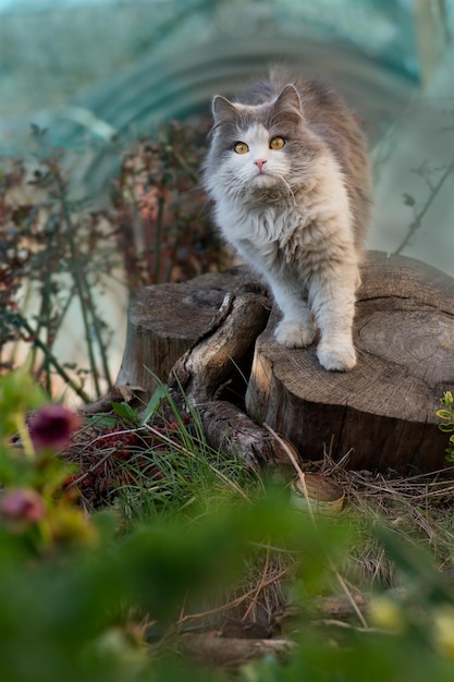 Kat rust op achtertuin Schattige kat speelt in de tuin Portret van een kat op de boerderij Vrolijke jonge kat poseert op zonsonderganglichten