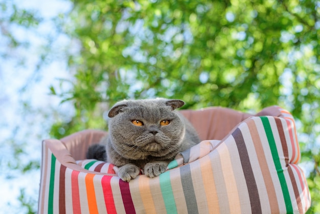 Foto kat rust op een ligstoel buiten onder een boom