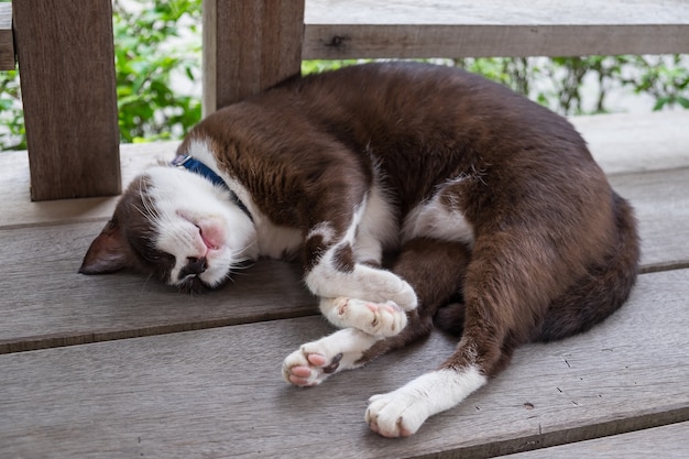 kat slaapt op het houten balkon