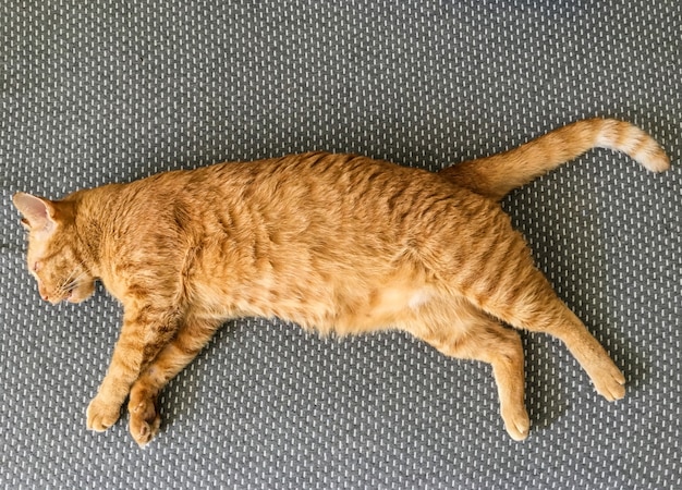 Foto kat slapen op grijze matras