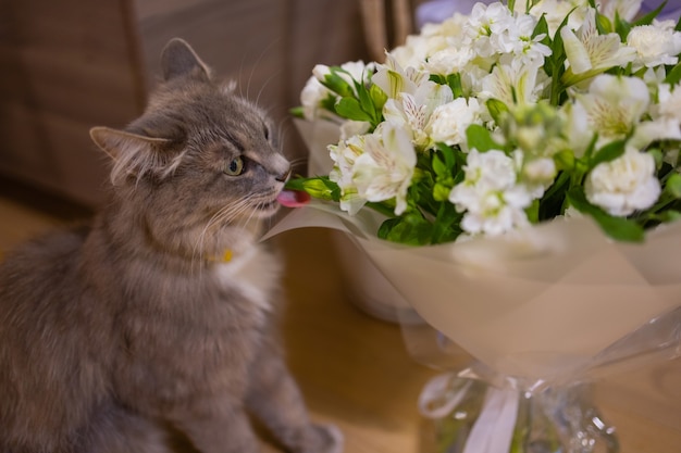 Kat snuift thuis een boeket verse lentebloemen met ranonkel. gezellige en tedere ansichtkaart.