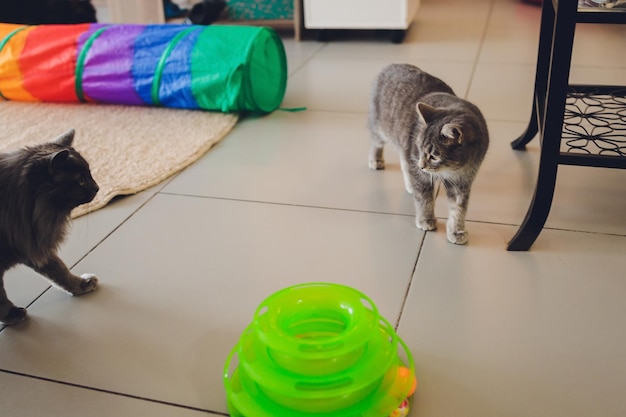 Kat speelt met een bal in een speciaal speeltje voor katten