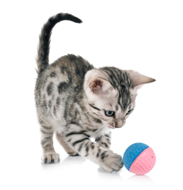 Kat speelt op witte achtergrond