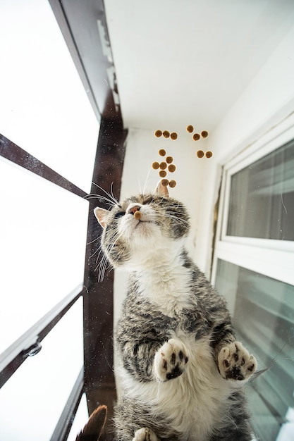 Kat staande op glazen tafel op loggia