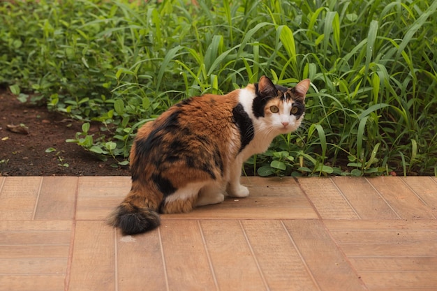 Kat Tricolor Zwart Oranje en Wit in de huistuin. Katje dat nieuw gras eet.