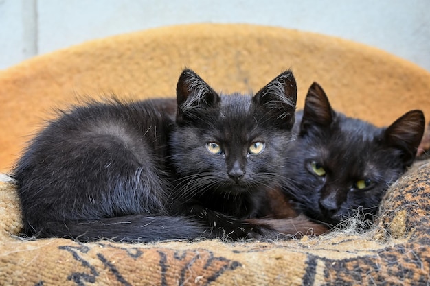 kat vader en zoon liggen op een deken in de tuin