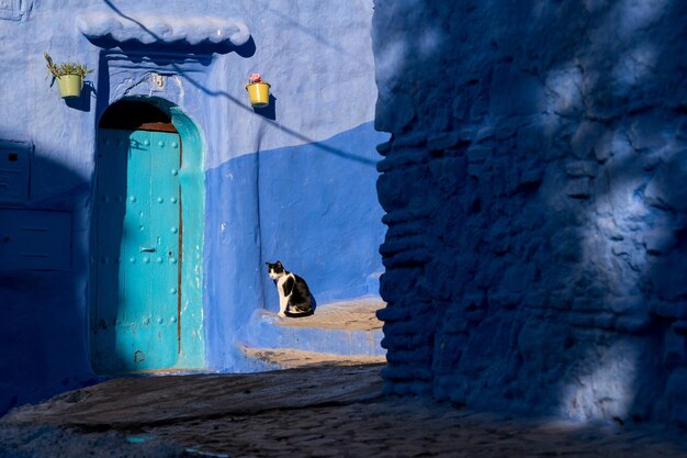 Kat voor blauwe muur in Chefchaouen, Marokko