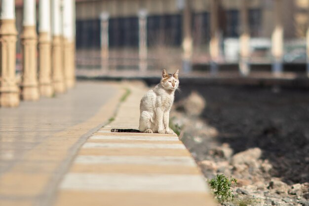 Foto kat wacht op het treinstation.