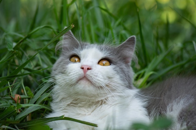 Foto kat wandelen in het groene gras op de binnenplaats buiten sfeervolle levensstijl kattenfoto